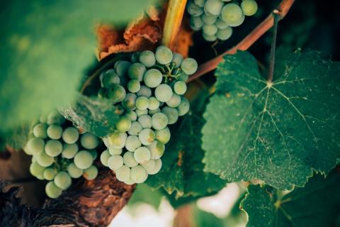 Traductions dans le domaine du vin / de l'œnologie